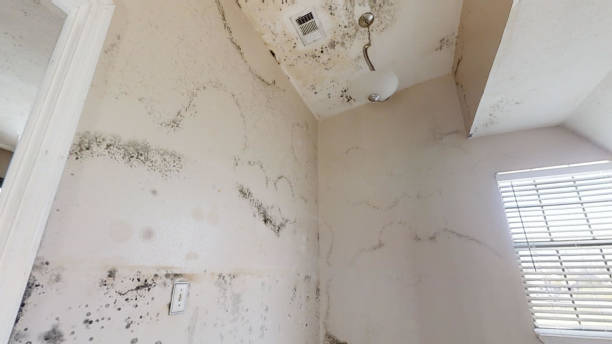 Best Mold Remediation for Healthcare Facilities  in Stuart, IA
