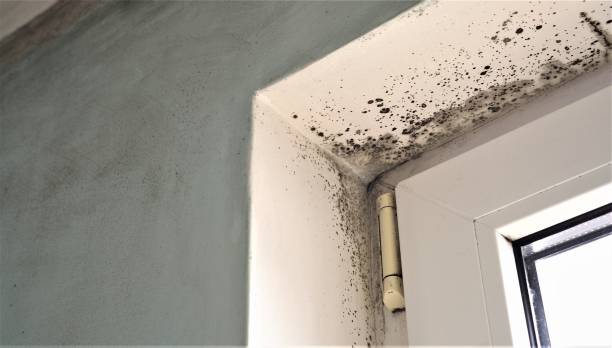 Best HVAC Mold Inspection and Cleaning  in Stuart, IA