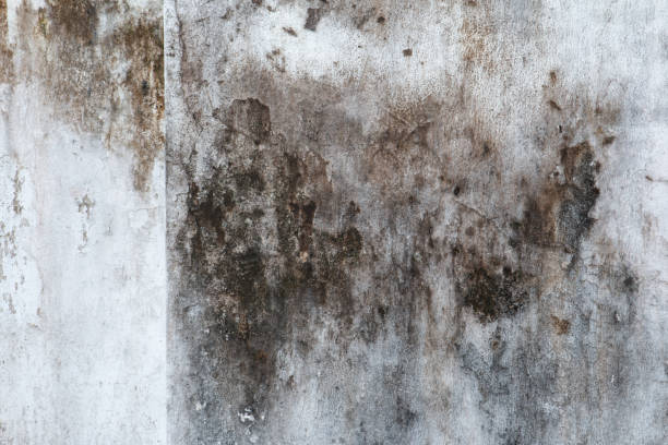 Best Mold Remediation for Vacation Homes  in Stuart, IA
