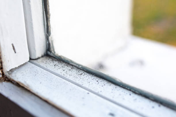 Best Emergency Mold Remediation  in Stuart, IA