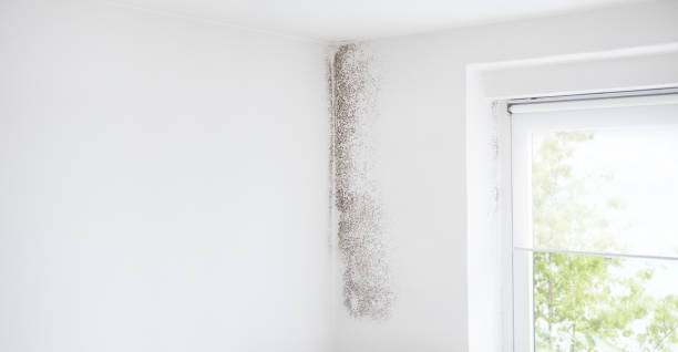 Best Mold Odor Removal Services  in Stuart, IA