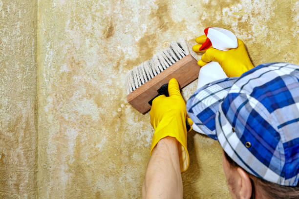 Best Air Quality Testing for Mold Spores  in Stuart, IA
