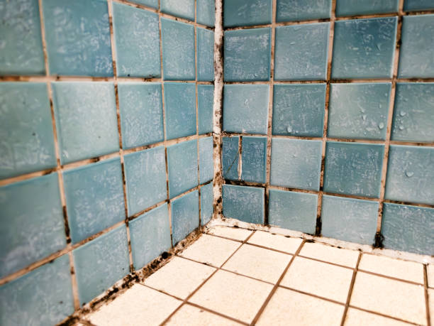 Mold Documentation for Insurance Claims in Stuart, IA