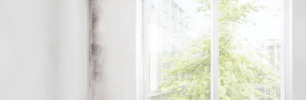Best Post-Construction Mold Inspection  in Stuart, IA