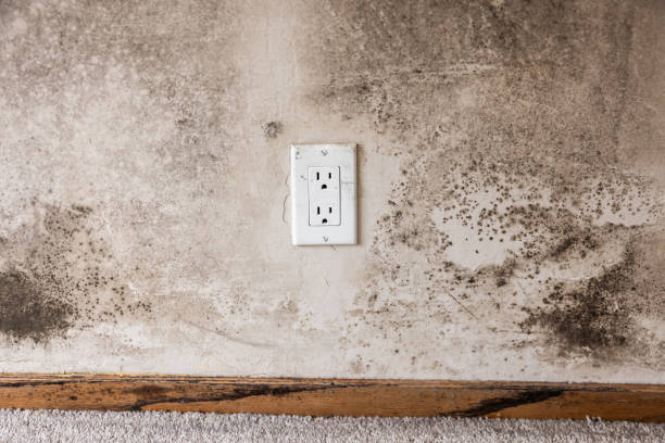 Mold Remediation for Vacation Homes in Stuart, IA