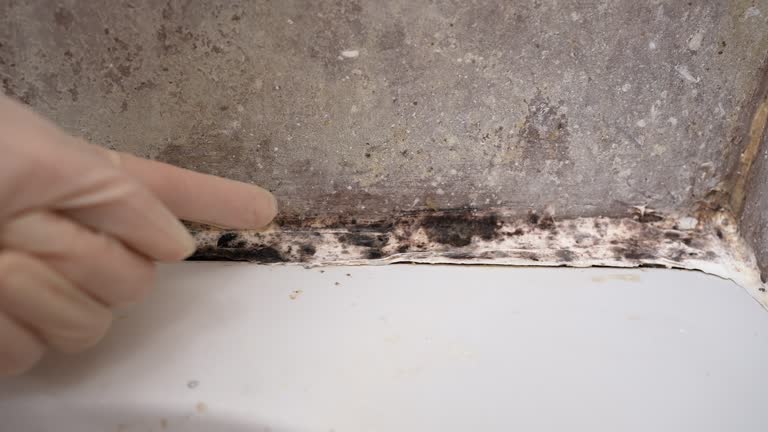 Best Attic Mold Removal  in Stuart, IA