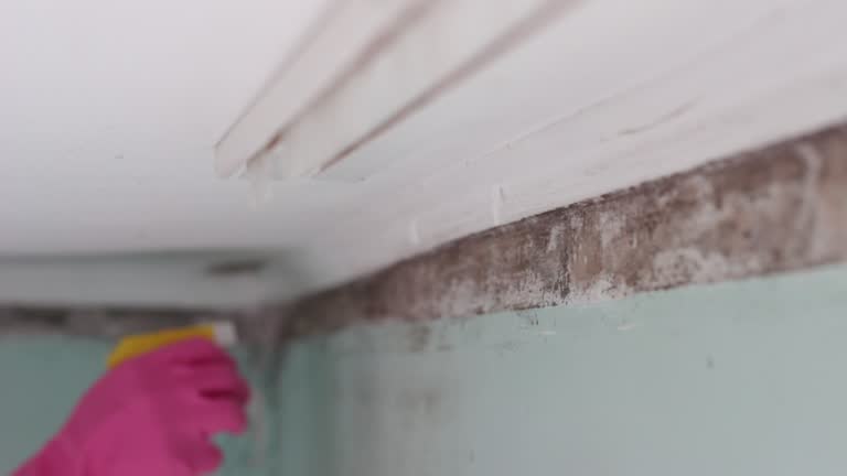 Best Mold Documentation for Insurance Claims  in Stuart, IA